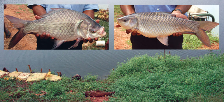 Article image for Carp polyculture in India