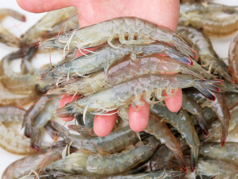 Article image for Feed formulations affect shrimp flavor, texture
