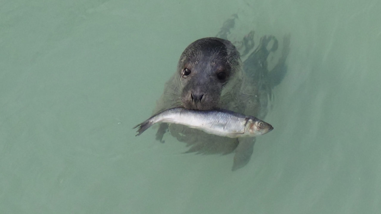 Fish farmers seek non-lethal deterrence for persistent predators ...