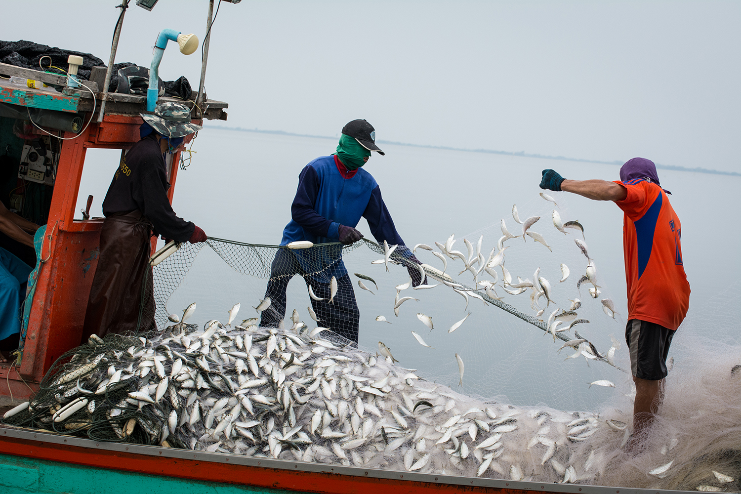 Industrial trawl fishery for B. vaillantii. Trawl fisheries in the