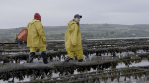 social accountability and aquaculture