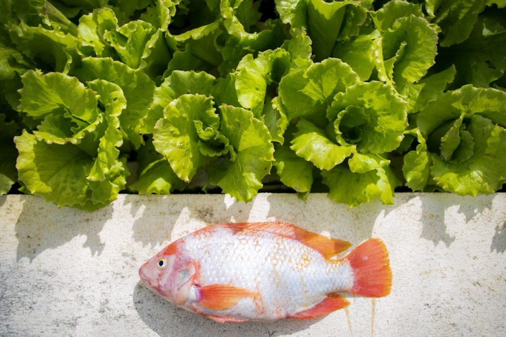 Article image for Bahamian aquaponics growing the next wave of aquaculture advocates