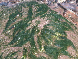 Land-based drip-irrigated culture of sea lettuce