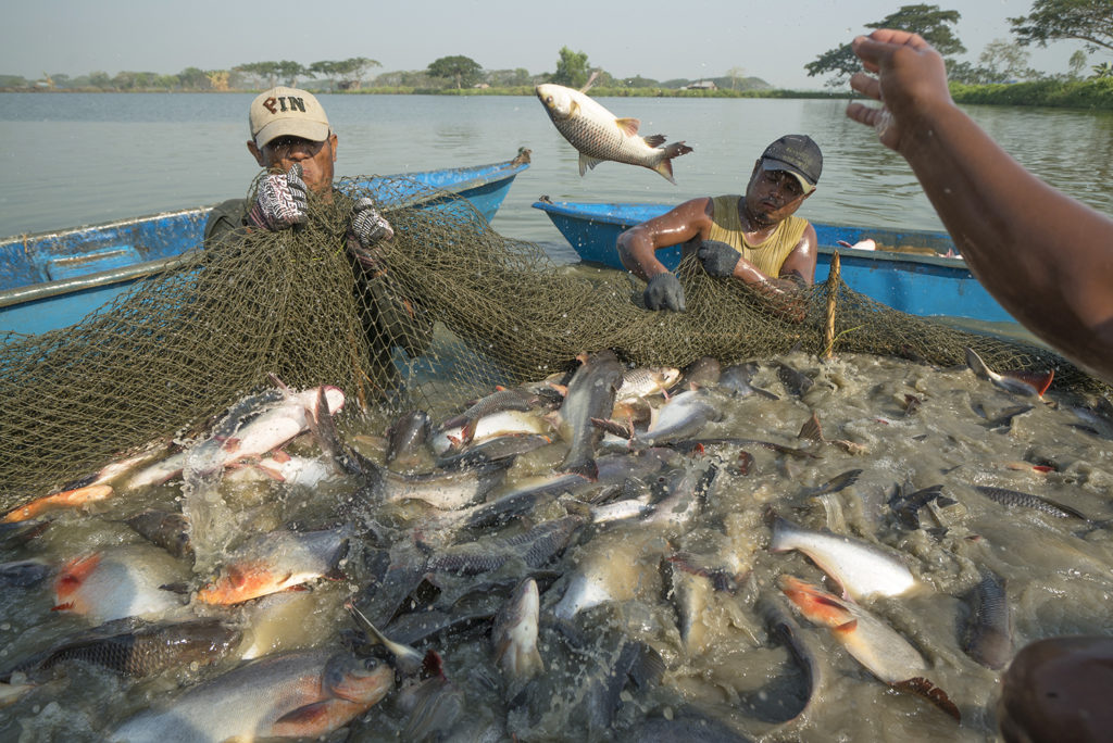 Article image for TNC, Encourage Capital issue guidance on sustainable aquaculture investment