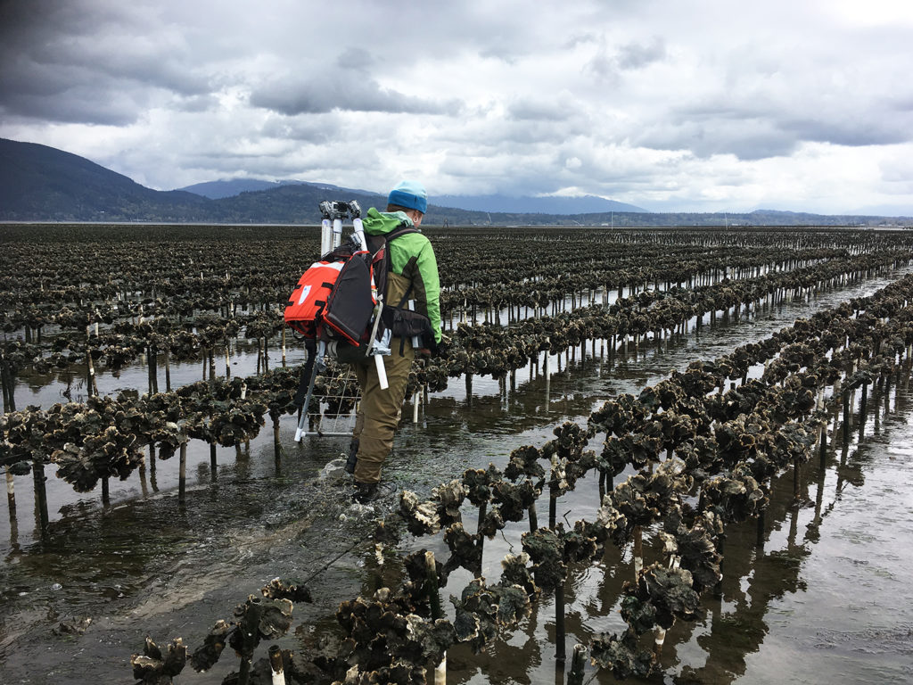 Article image for To protect sensitive habitat, oyster farms turn to high-tech tools