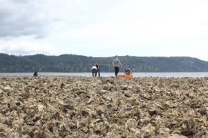 Para proteger hábitats sensibles, las granjas de ostras recurren a herramientas de alta tecnología