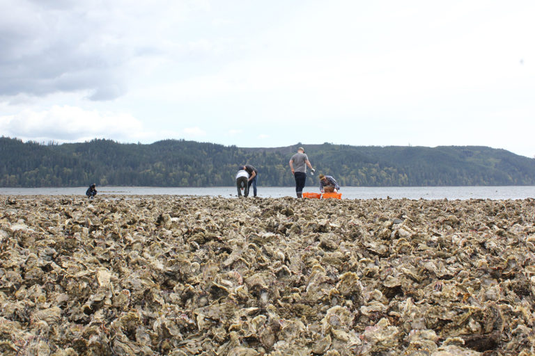 Article image for Para proteger hábitats sensibles, las granjas de ostras recurren a herramientas de alta tecnología