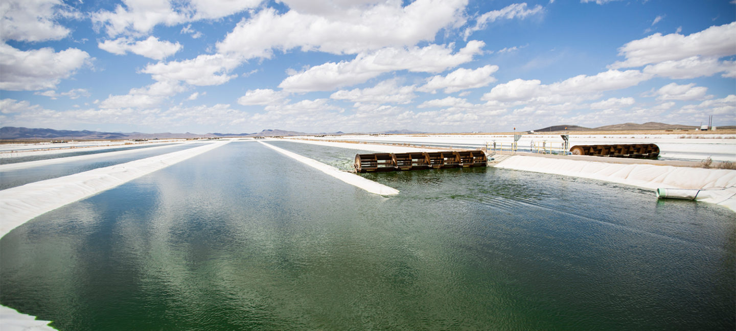 Algas cultivadas en estanques