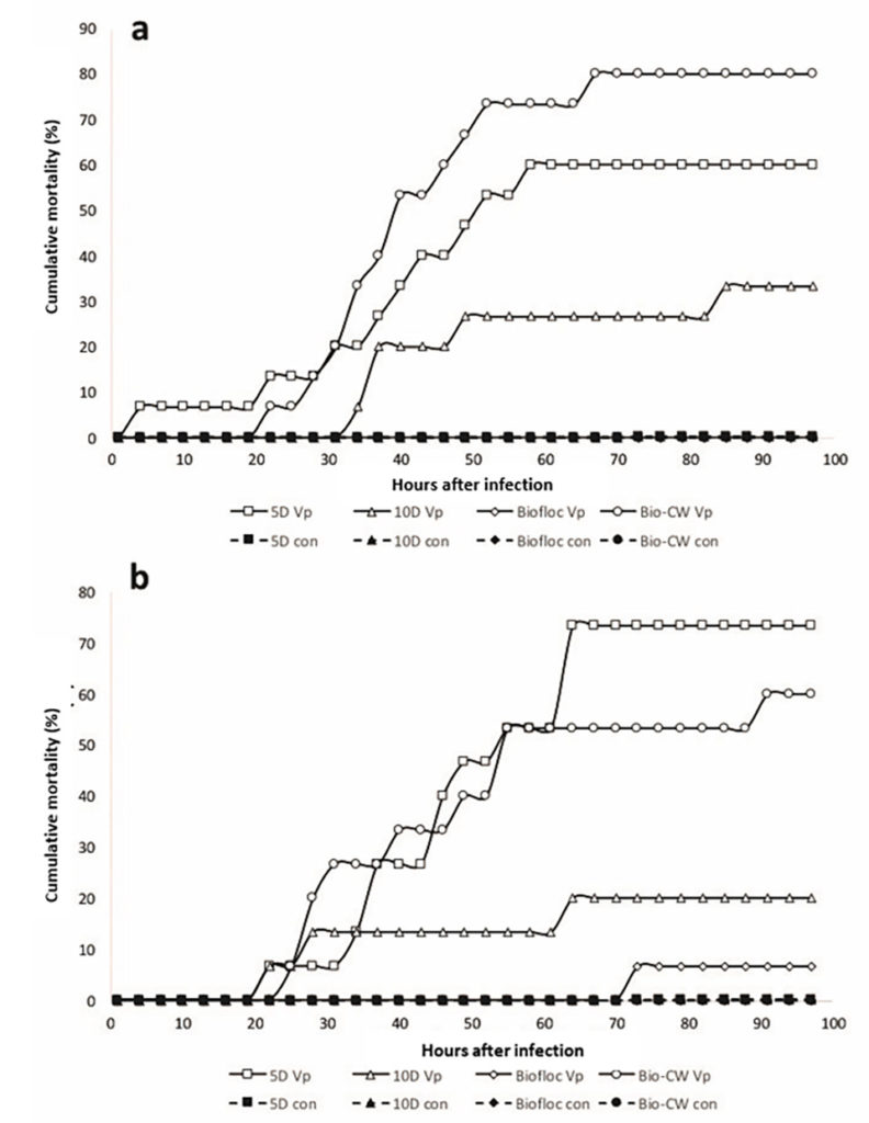 Fig. 1: Cumulative mortality curves for <em>Penaeus vannamei</em> cultured in biofloc and then challenged with two different doses of <em>Vibrio parahaemolyticus</em> (Vp isolate FVG0001) and compared with the corresponding controls. Fig. 1a = 1.2 mL of VPAHPND culture (dose 1). Fig. 1b = 1.8 mL of VPAHPND (dose 2) with an initial inoculum concentration of 1.28 × 108CFU/mL.