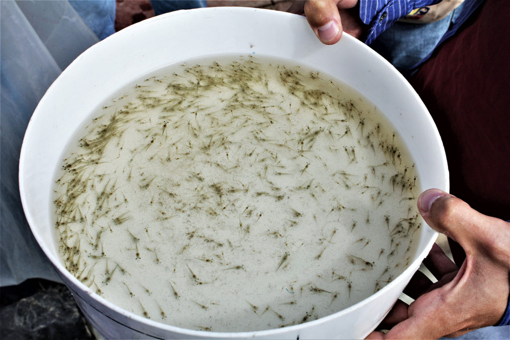Article image for Efficacy of natural products and antibiotics in shrimp hatcheries