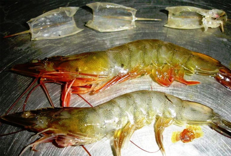 Article image for New paradigms to help solve the global aquaculture disease crisis
