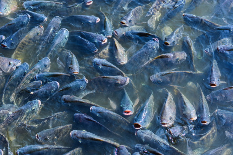 Article image for Researchers examine antimicrobial resistance potential in aquaculture