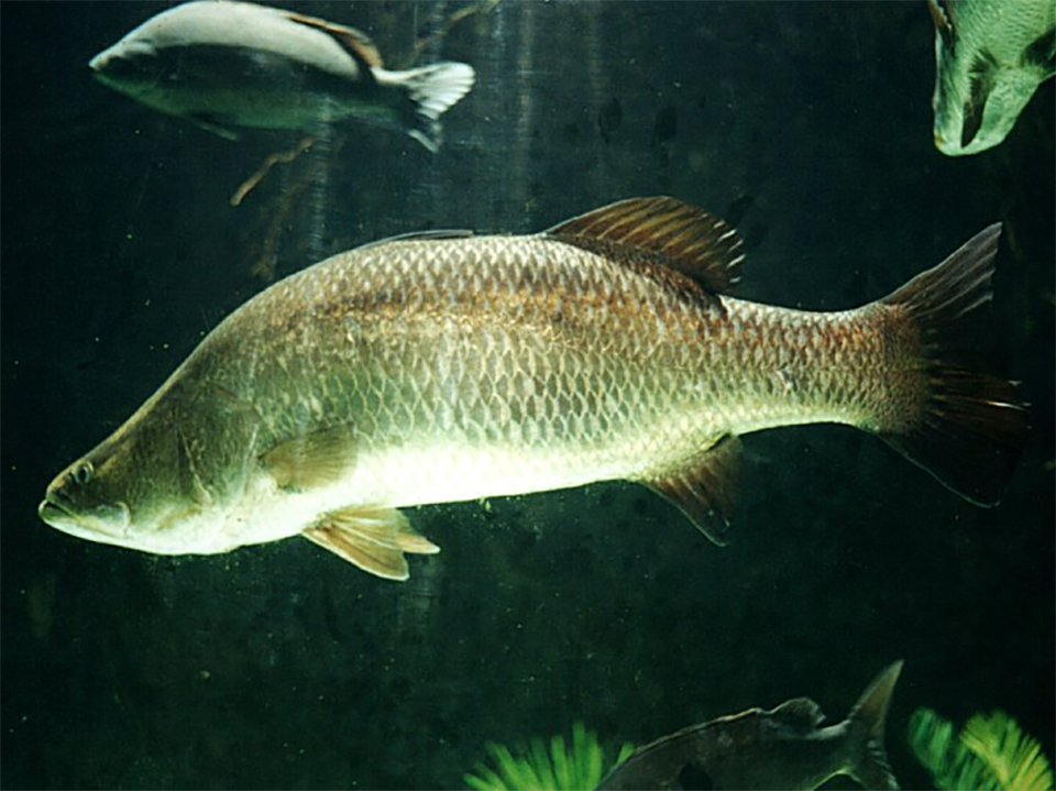 Article image for Los ácidos orgánicos y la levadura autolizada reducen el impacto de patógenos en peces
