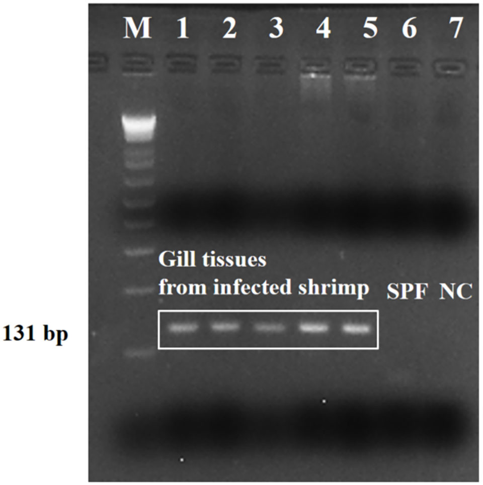 Fig. 3: PCR assay targeting the small subunit rRNA sequences. Strong amplifications (131 bp) with DNAs of gill tissues from Paramoeba sp.-infected shrimp (Lanes 1 to 5), specific-pathogen-free shrimp (Lane 6), a non-template control (Lane 7), and 1-kb Plus DNA Ladder (Lane M).