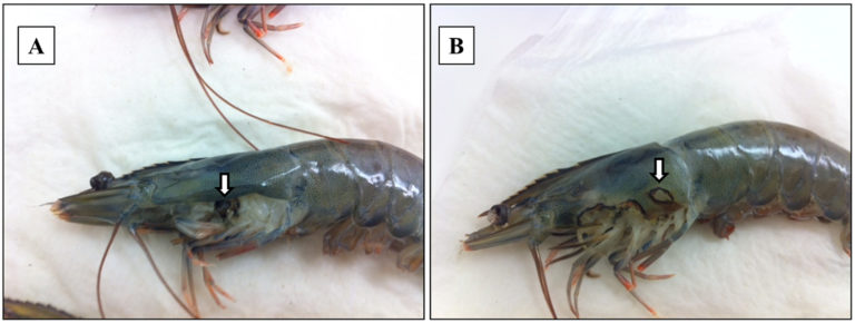 Article image for Detección de un parásito amebiano en camarón blanco del Pacífico cultivado
