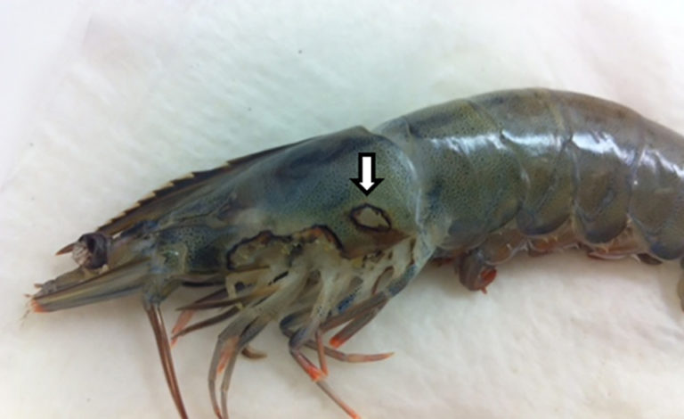 Article image for Detection of an amoebic parasite in cultured Paciﬁc white shrimp