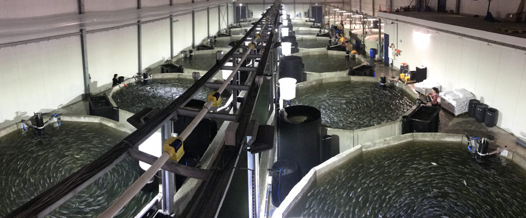 Article image for Is RAS the game-changer that Europe’s aquaculture sector needs?