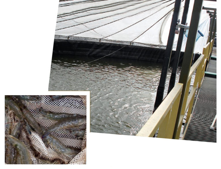 Article image for Commercial-scale RAS trial yields record shrimp production