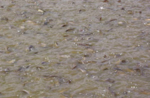Walking catfish production in Thailand