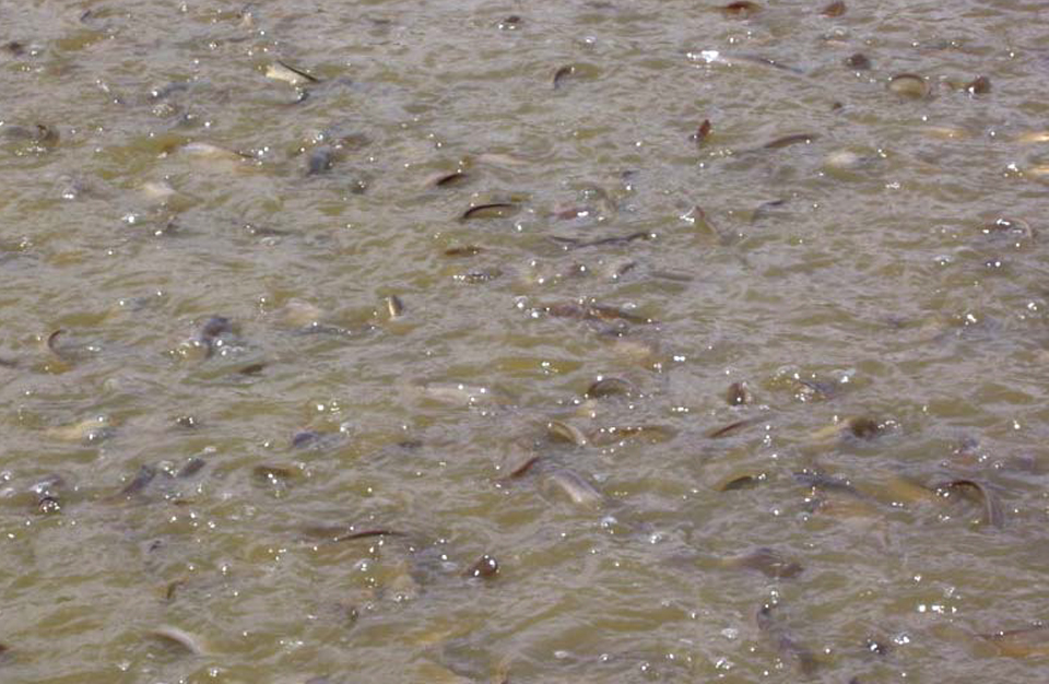 Article image for Walking catfish production in Thailand
