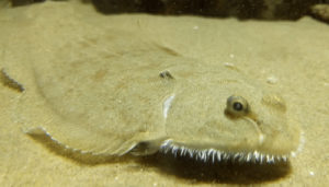 bacterioplankton communities