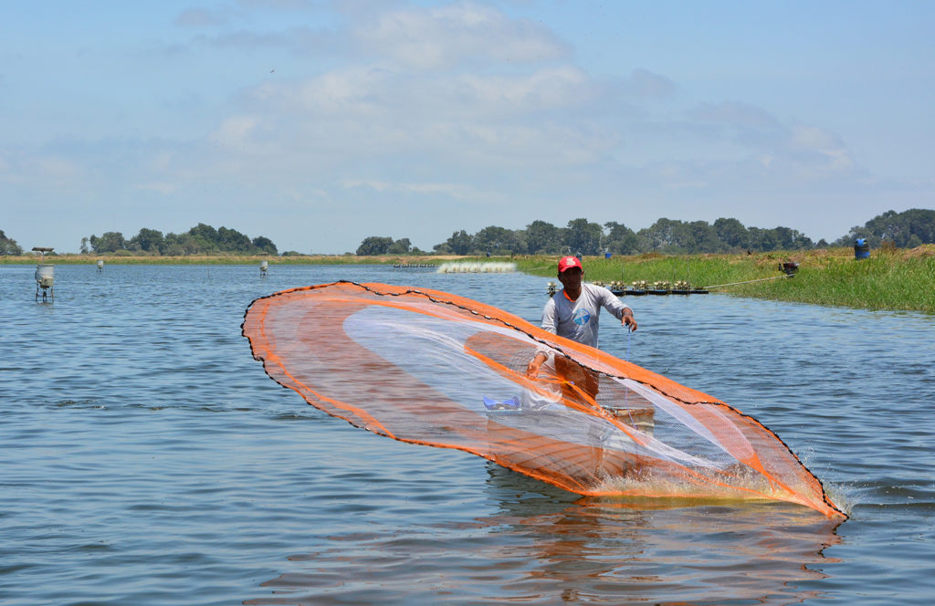 Article image for Transparency technology puts aquaculture on the front foot