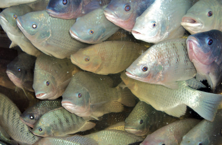 Article image for Trace minerals in tilapia fillets, part 2