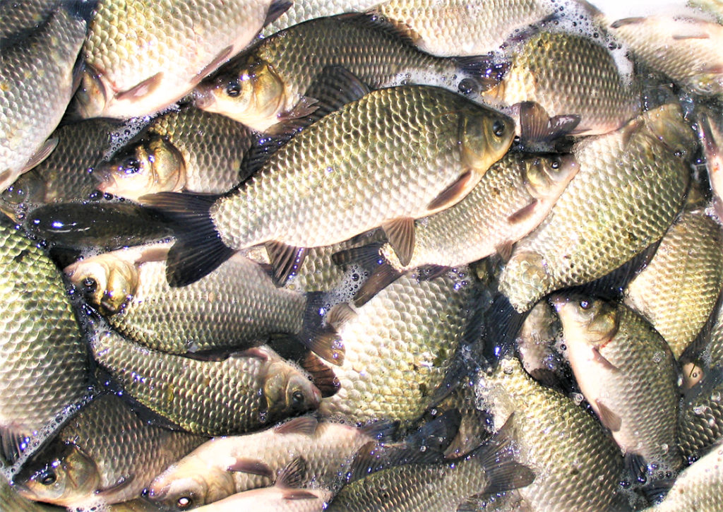 Article image for Prevención de la alta toxicidad inducida por amoníaco en peces cultivados