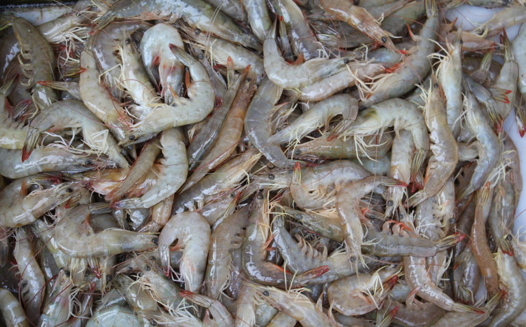 Article image for Evaluating heritability of growth, cold tolerance in Chinese white shrimp