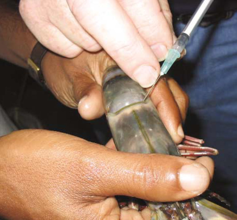 Article image for Field diagnostic kits for aquaculture