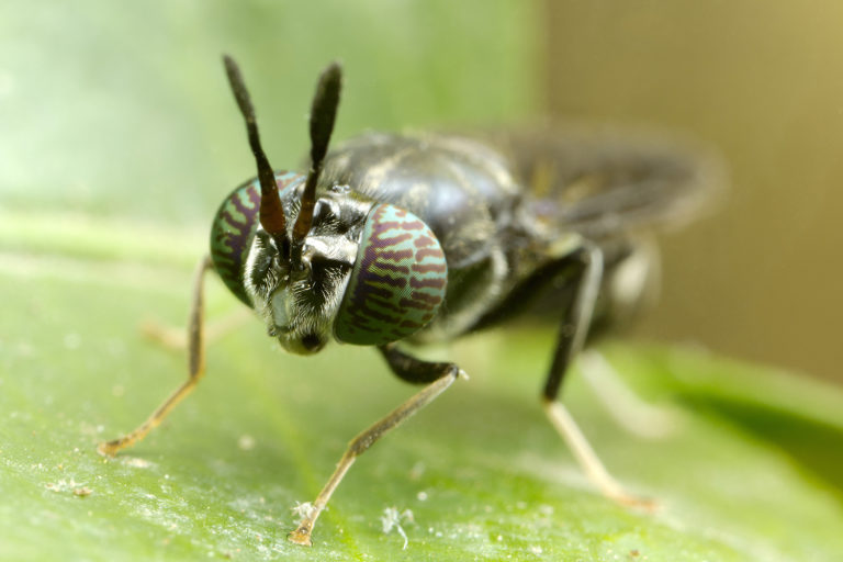 Article image for Gente de moscas: Canadá abre la puerta a las compañías de alimentos a base de insectos