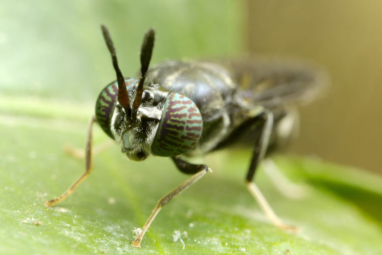 Article image for Fly guys: Canada opens the door for insect-based feed companies