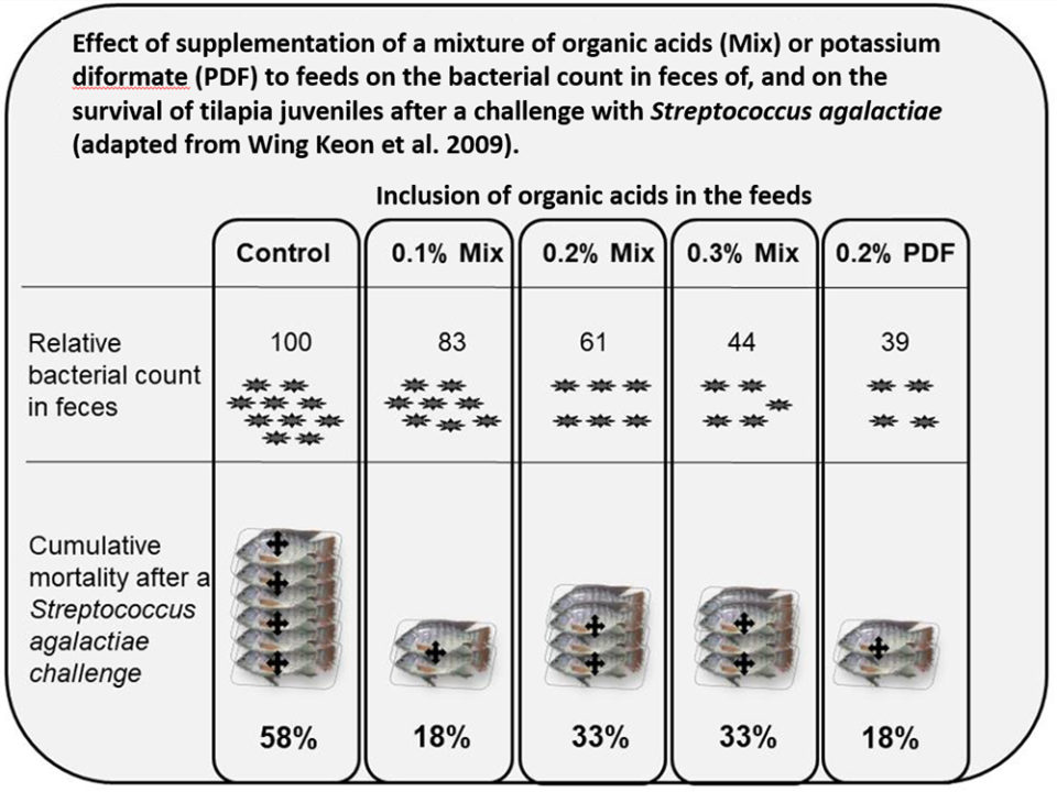 Fig. 2: Effect of organic acids on the resistance of tilapia to <em>Streptococcus agalactiae</em> (adapted from Wing-Keong et al 2009).