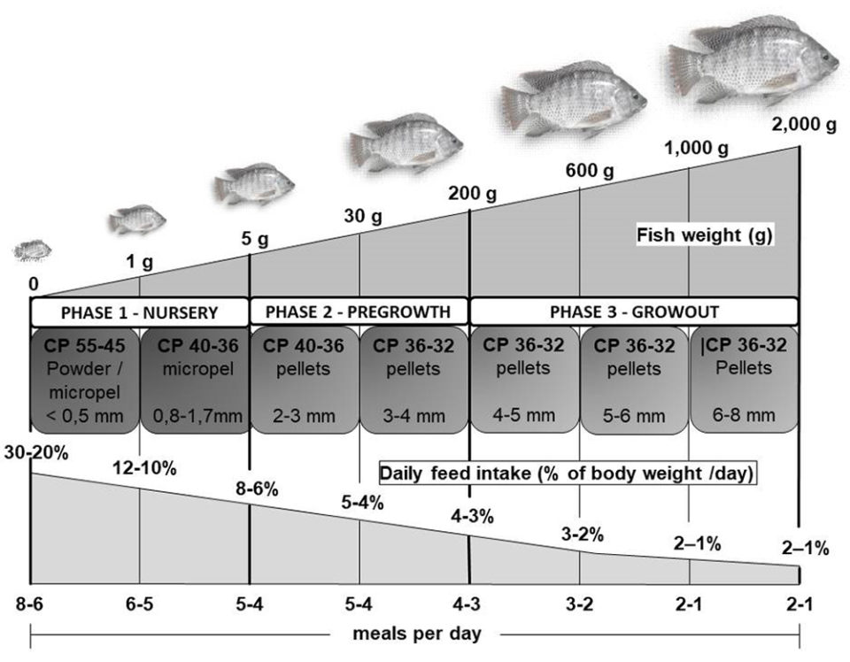 An example of a feeding program used for tilapia.