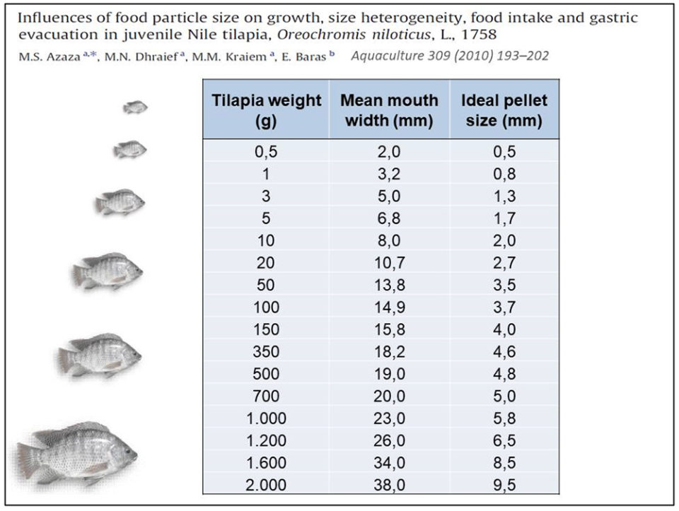 Ideal pellet size (diameter) for tilapia of different weights, adapted from a study performed by Azaza et al (2010), in which best pellet size were determined at 23 to 28 percent (average 25 percent) of mouth width of Nile tilapia.