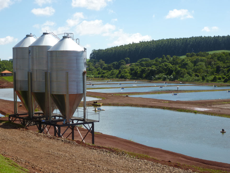 Supplementing tilapia feeds with minerals and vitamins is particularly necessary in intensive production systems, where the contribution of natural food (mainly plankton) is of relatively minor relevance.