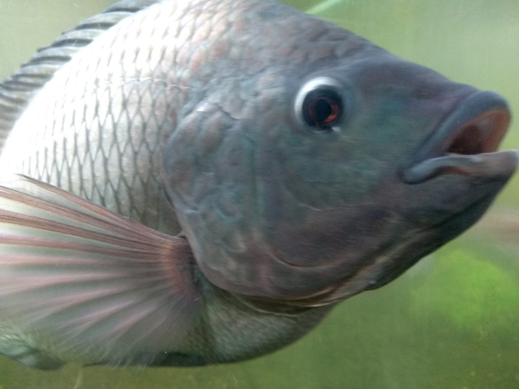 Article image for Advances in tilapia nutrition, part 1