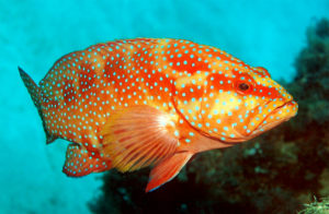 microbiota intestinal