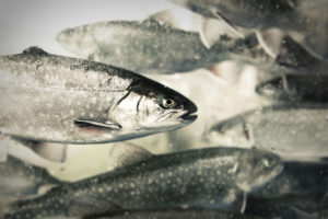 essential ingredients