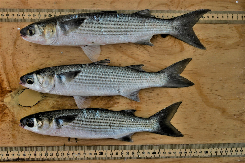 Article image for Mullet-based diets show promise as aquafeed ingredient