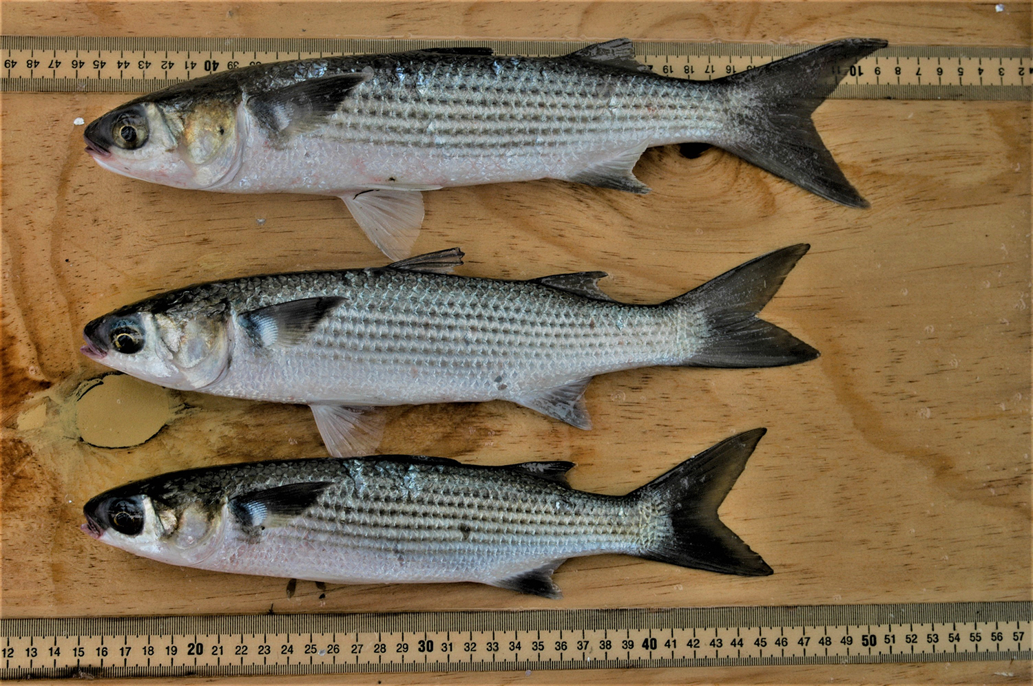Mullet Fish Culture