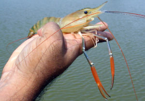 Shrimp culture in India: Hatchery, farm, industry issues