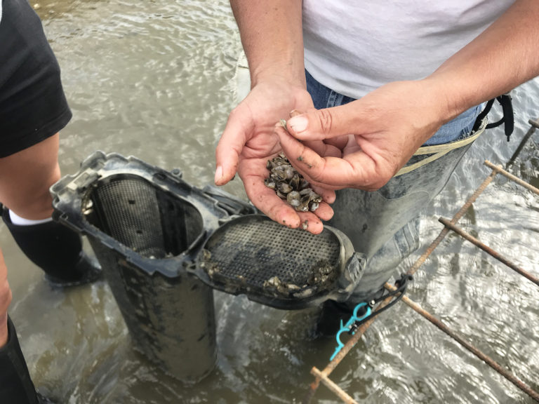 Article image for In Delaware Bay, a delicate balancing act for shellfish farms