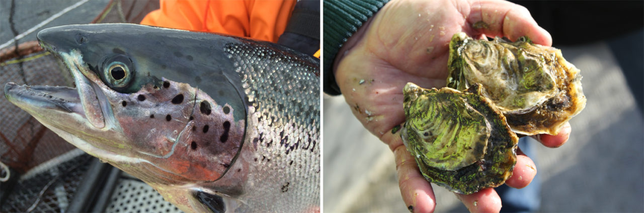 Genome editing: Potential to improve aquaculture breeding, production ...