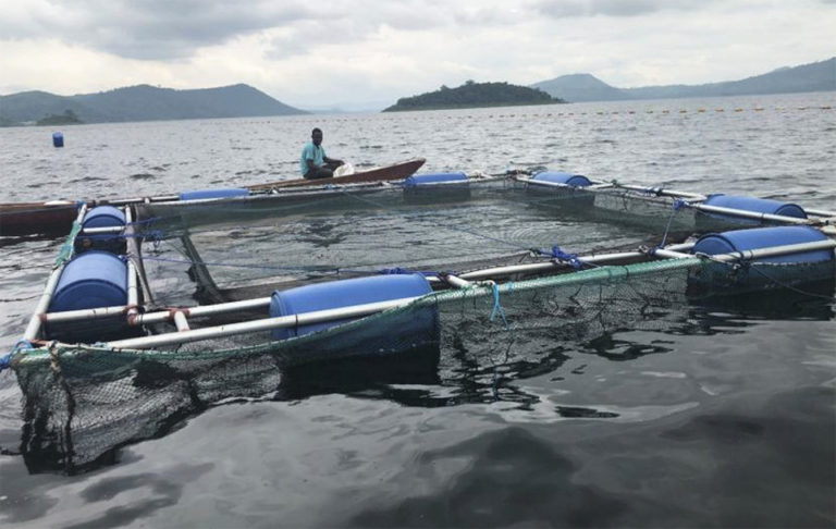 Article image for USSEC: Aquaculture ‘showing some life’ in sub-Saharan Africa