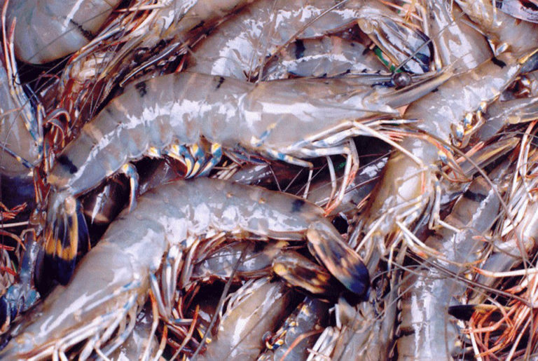 Article image for The microsporidium <i>Perezia</i> sp. and cotton shrimp disease