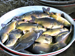 European carp
