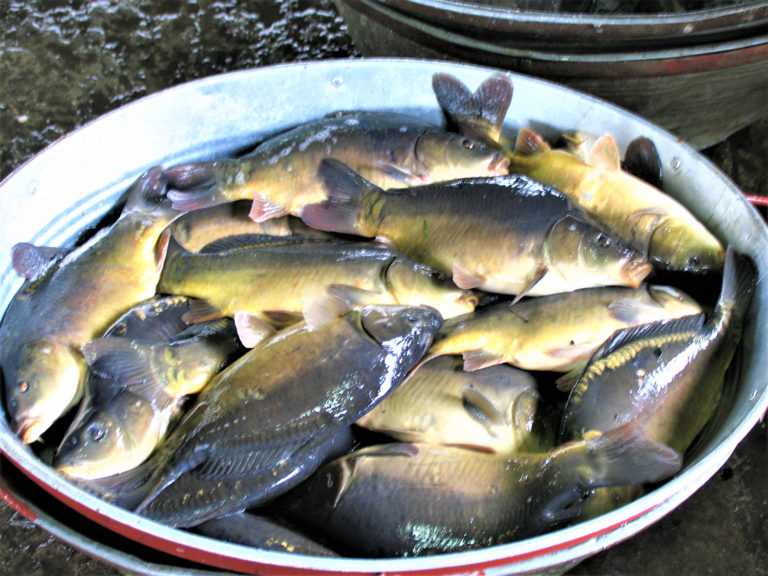 Article image for Low-tech aquaponic production of European carp and leafy vegetables