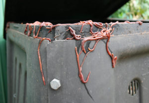 The red earthworm as an alternative protein source in aquafeeds