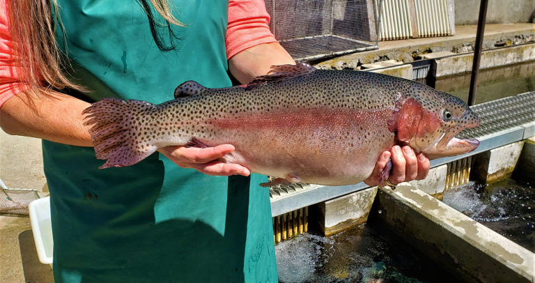 Article image for Vision of a vegetarian trout gets a bit clearer